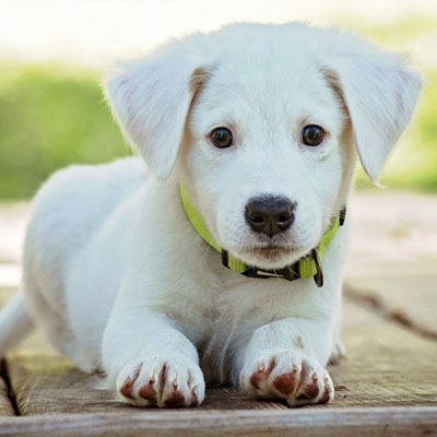 Navigating pets and strata feature image
