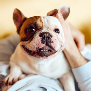 Perfect pets for strata feature image