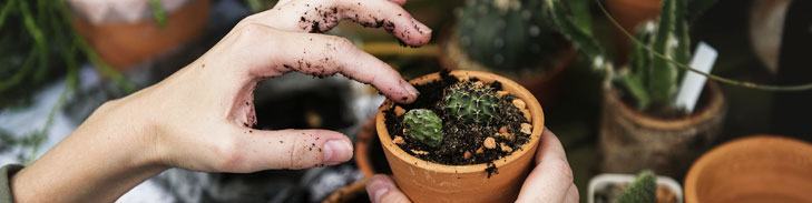 increase your strata property's value - greenery