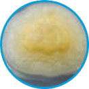 Acremonium example