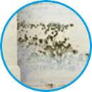 Alternaria example