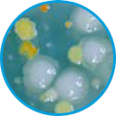 Aspergillus example