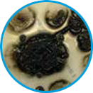 Aureobasidium example