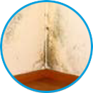 Chaetomium example