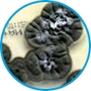 Cladosporium example