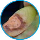 Fusarium example