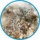 Mucor example