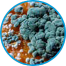 Penicillin example