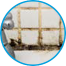Ulocladium example