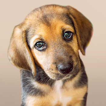 Diagnosing and treating your dogs separation anxiety feature image