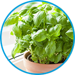 Basil example thumbnail