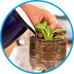 Bok Choy plants strata property example thumbnail