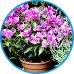 Bougainvillea example thumbnail