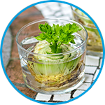 Celery plants strata property example thumbnail