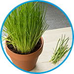Chives example thumbnail