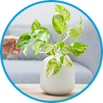 Devils ivy plants strata property example thumbnail