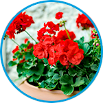 Geranium plants strata property example thumbnail