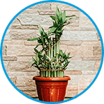 Lucky bamboo plants strata property example thumbnail