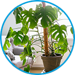 Monstera plants strata property example thumbnail