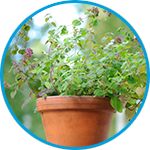 Oregano example thumbnail