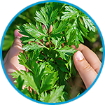 Parsley example thumbnail