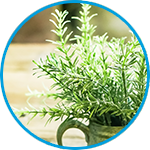 Rosemary example thumbnail