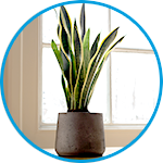 Snake plants plants strata property example thumbnail