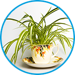 Spider plants strata property example thumbnail