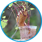 Sweet potato plants strata property example thumbnail