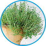 Thyme example thumbnail