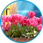 Tulip example thumbnail