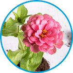 Zinnias plants strata property example thumbnail