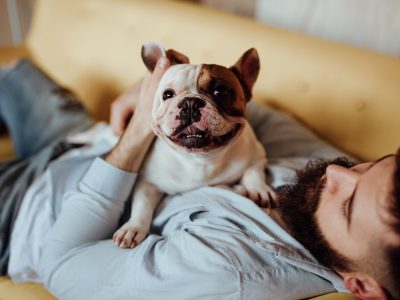 Pets article